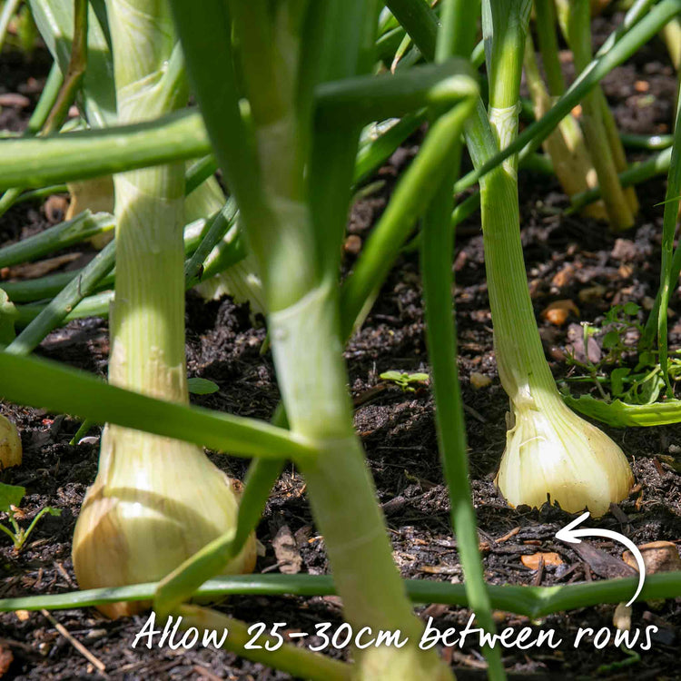 Onion Sets 'Senshyu Yellow'