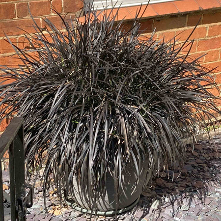 Ophiopogon Plant 'Planiscapus Nigrescens'