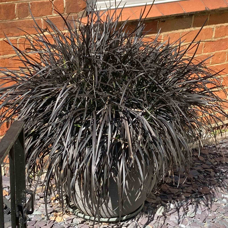 Ophiopogon Plant 'Planiscapus Nigrescens'