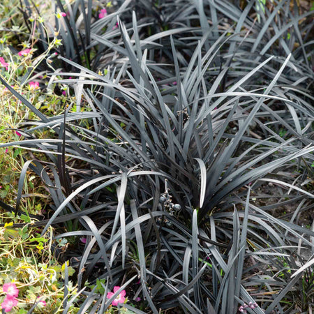 Ophiopogon Plant 'Planiscapus Nigrescens'