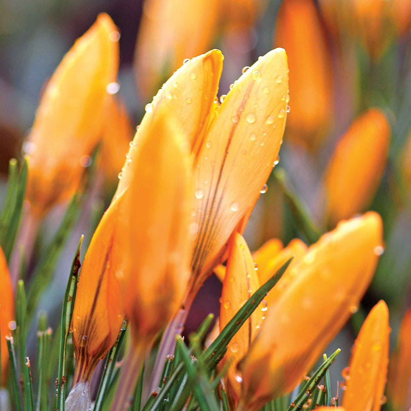 Crocus Bulbs 'Orange Monarch'