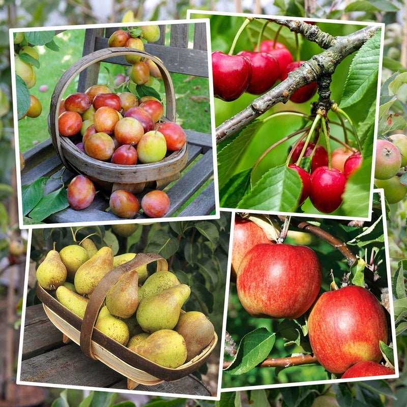 Orchard Collection