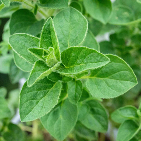 Oregano 'Origanum Vulgare'