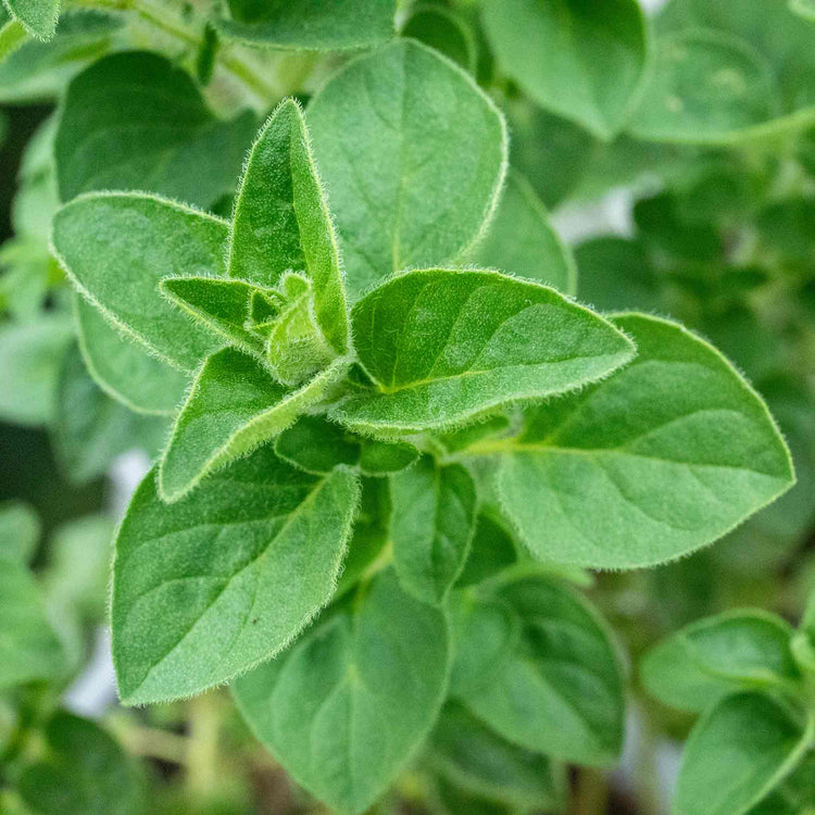 Oregano 'Origanum Vulgare'