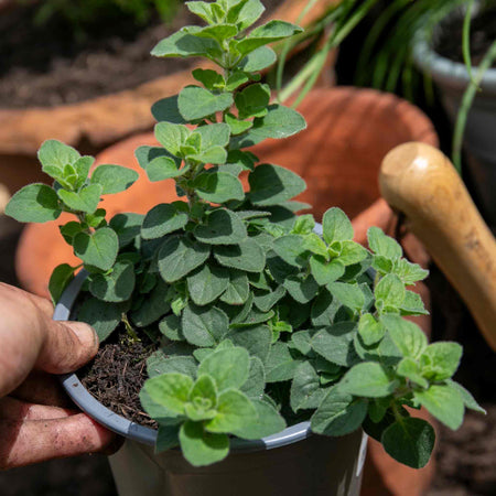 Oregano 'Origanum Vulgare'