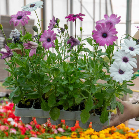 Osteospermum Plant 'Berries and Cream'