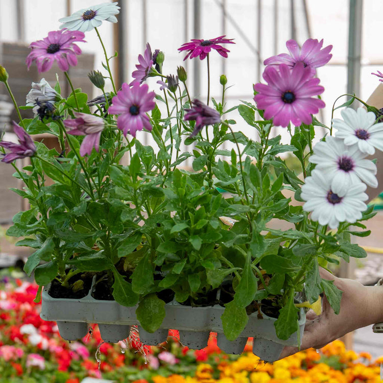 Osteospermum Plant 'Berries and Cream'