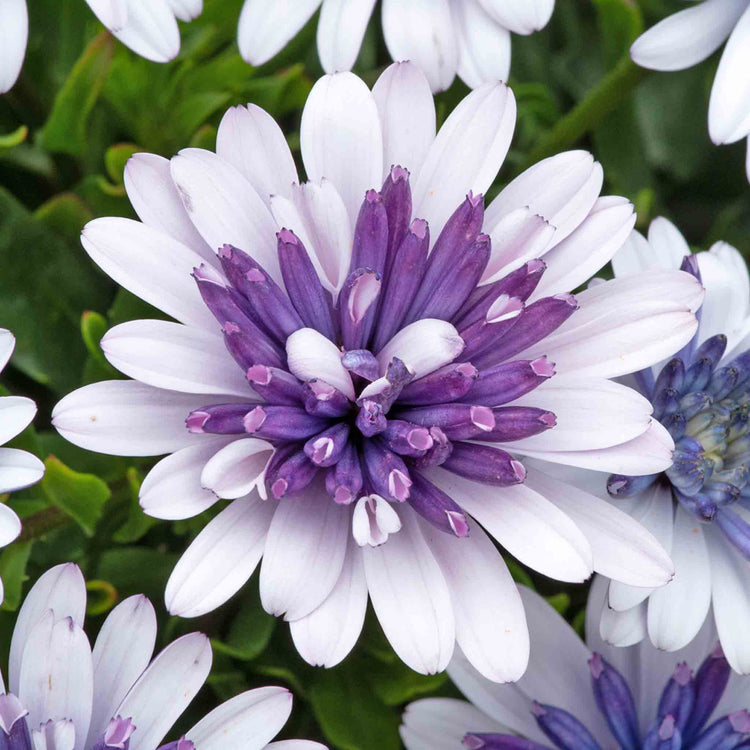 Osteospermum Dalina 'Double Blue Ice'