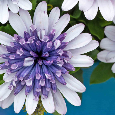 Osteospermum 'Dalina Double' Collection