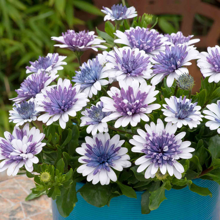 Osteospermum Dalina 'Double Blue Ice'