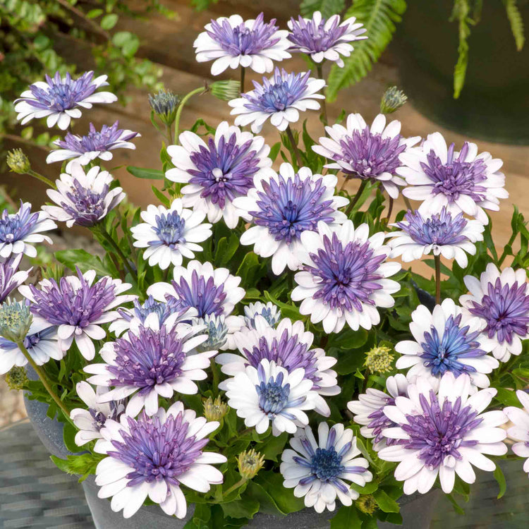 Osteospermum Dalina 'Double Blue Ice'
