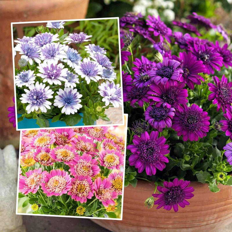 Osteospermum 'Dalina Double' Collection