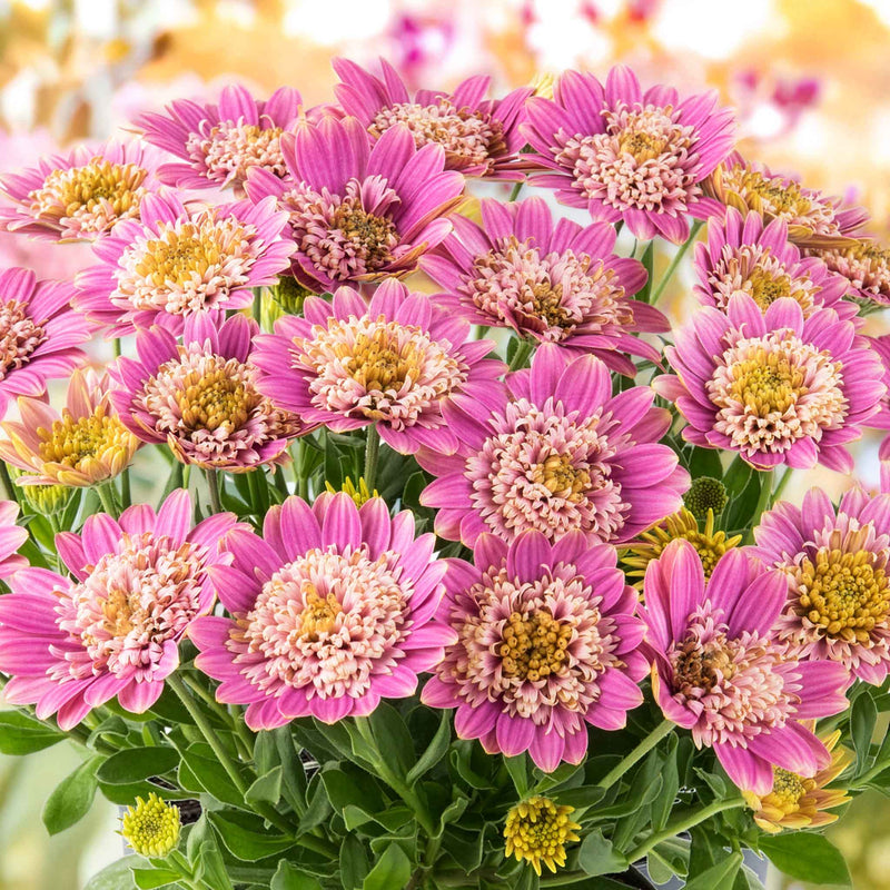 Osteospermum Dalina 'Double Pink'