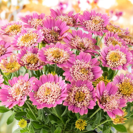 Osteospermum 'Dalina Double' Collection