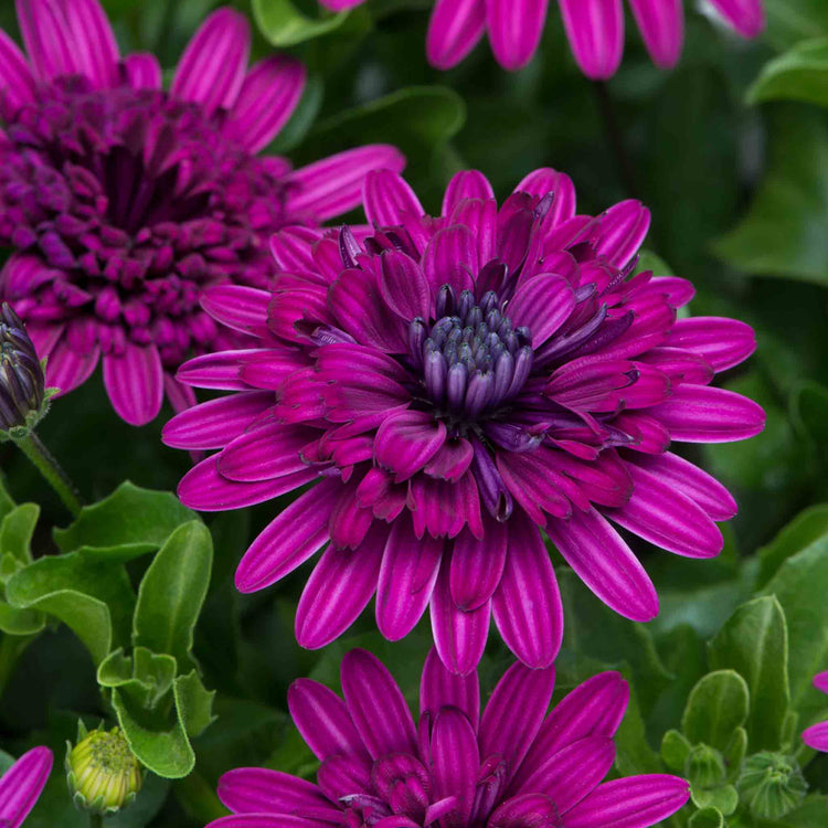 Osteospermum Dalina 'Double Purple'