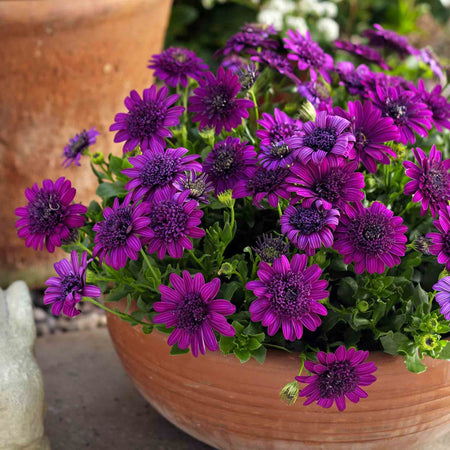 Osteospermum 'Dalina Double' Collection
