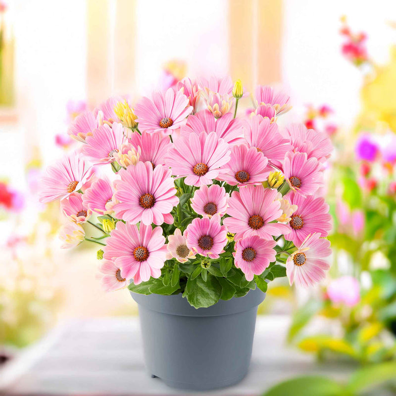 Osteospermum Dalina 'Pink Romance'
