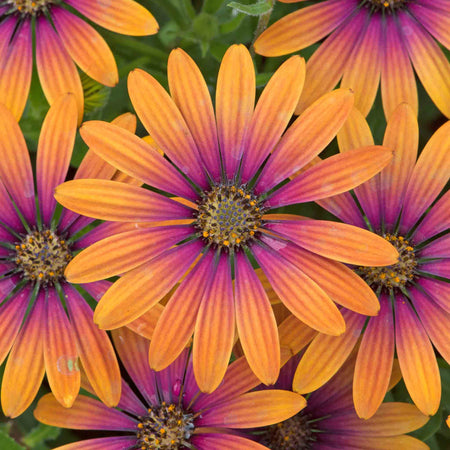 Osteospermum Plant 'Flower Power Purple Sun'