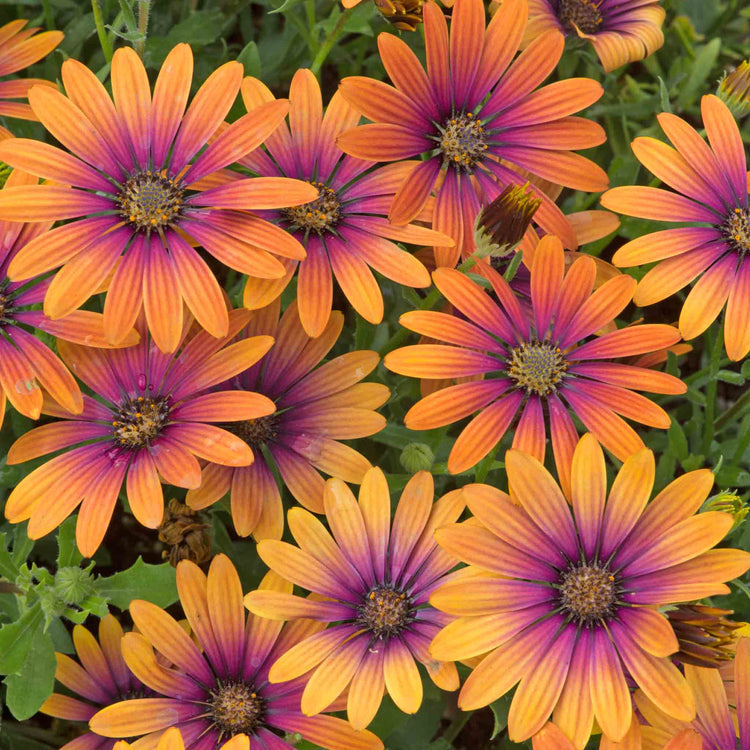 Osteospermum Plant 'Flower Power Purple Sun'
