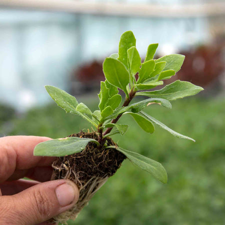 Osteospermum Plant 'Flower Power Purple Sun'