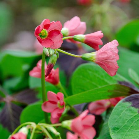 All Summer Long 100 Flower Bulb Mix