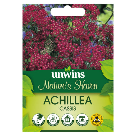 Achillea Seeds 'Cassis'