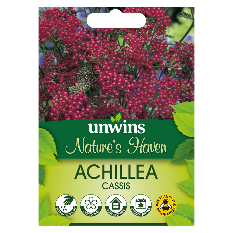 Achillea Seeds 'Cassis'