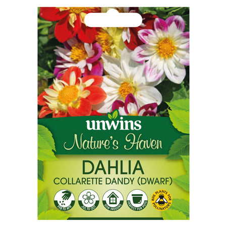 Dahlia Seeds 'Collarette Dandy Mix'