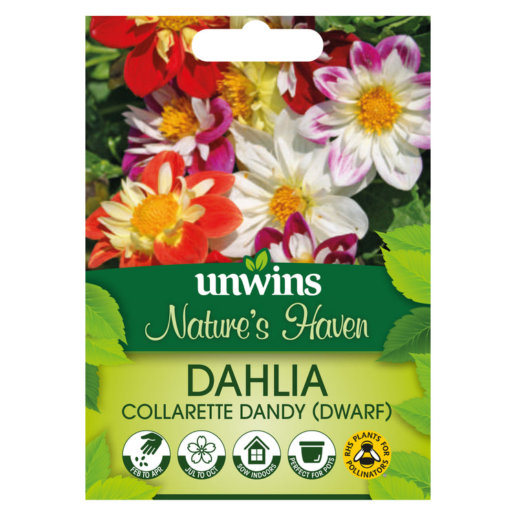 Dahlia Seeds 'Collarette Dandy Mix'