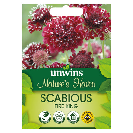 Scabious Seeds 'Fire King'