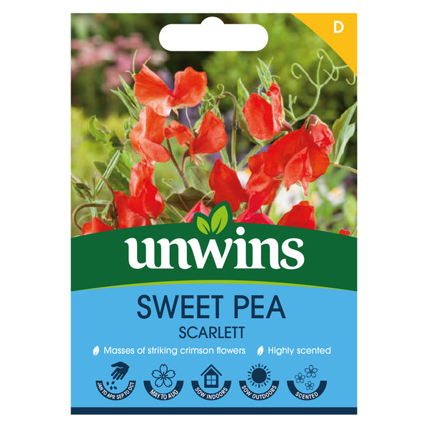 Sweet Pea Seeds 'Scarlett'