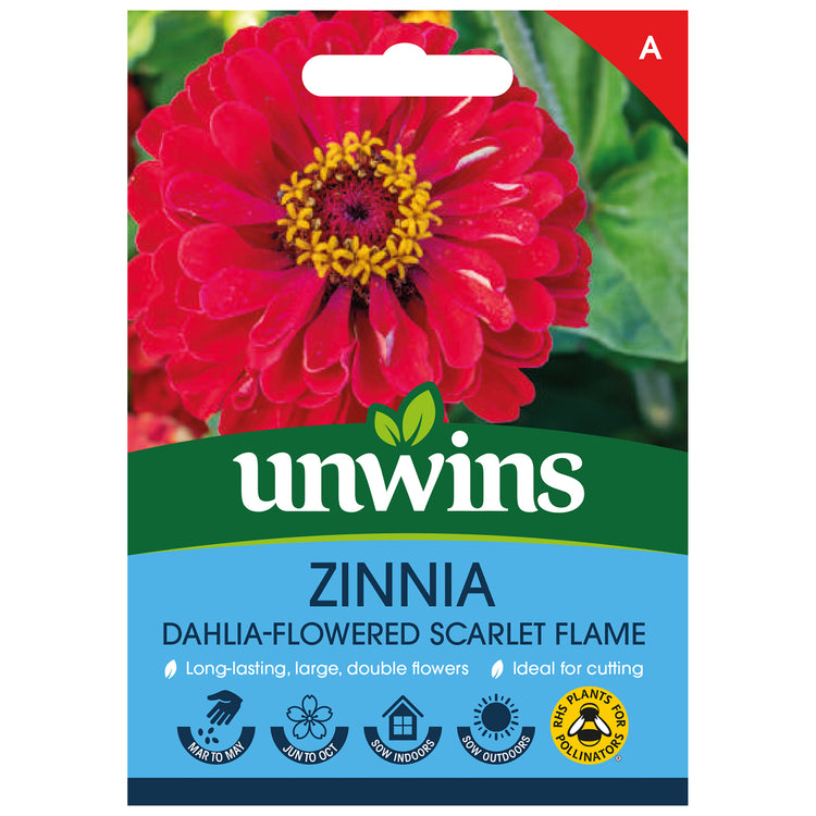 Zinnia Seeds 'Dahlia Flowered Scarlet Flame'