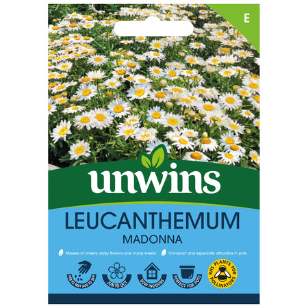 Leucanthemum Seeds 'Madonna'