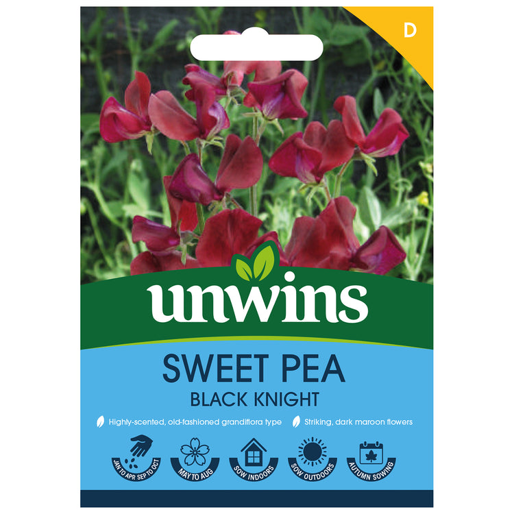 Sweet Pea Seeds 'Black Knight'