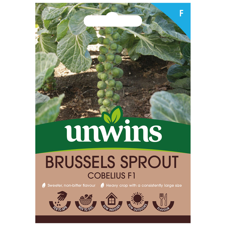 Brussels Sprout Seeds 'Cobelius' F1