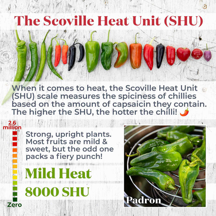 Chilli 'Padron'