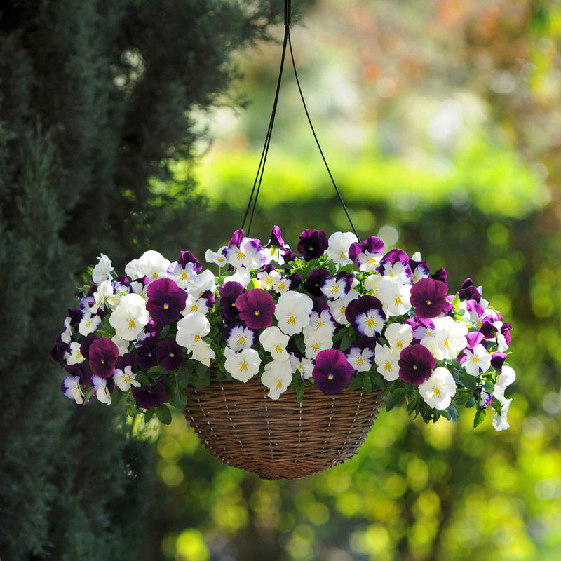 Pansy 'Cool Wave Berries & Cream Mix'