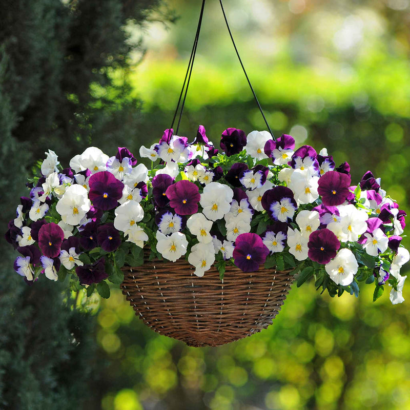 Pansy 'Cool Wave Berries & Cream Mix'