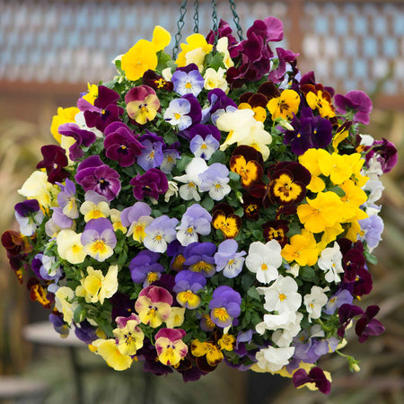Pansy 'Cool Wave Mix'