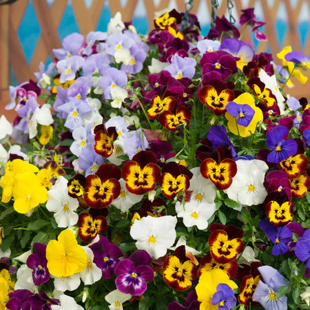 Pansy 'Cool Wave Mix'