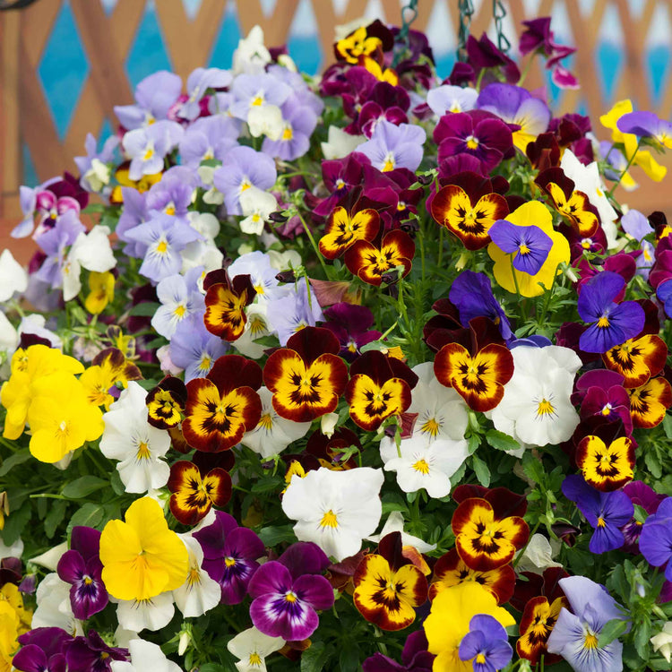 Pansy 'Cool Wave Mix'