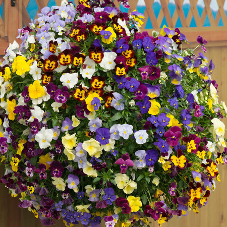Pansy 'Cool Wave Mix'