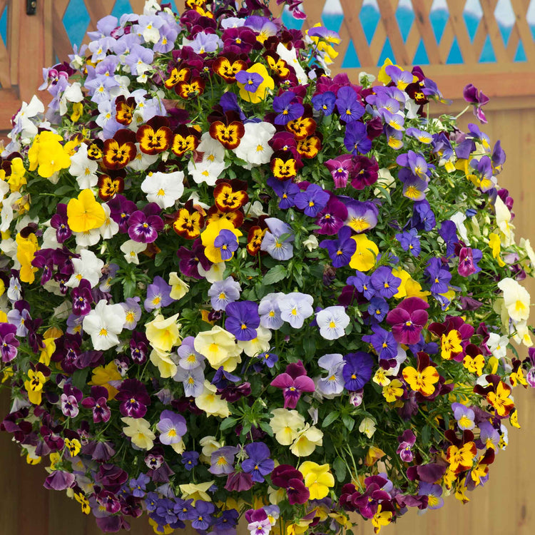 Pansy 'Cool Wave Mix'