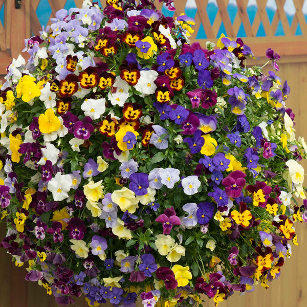 Pansy 'Cool Wave Mix'