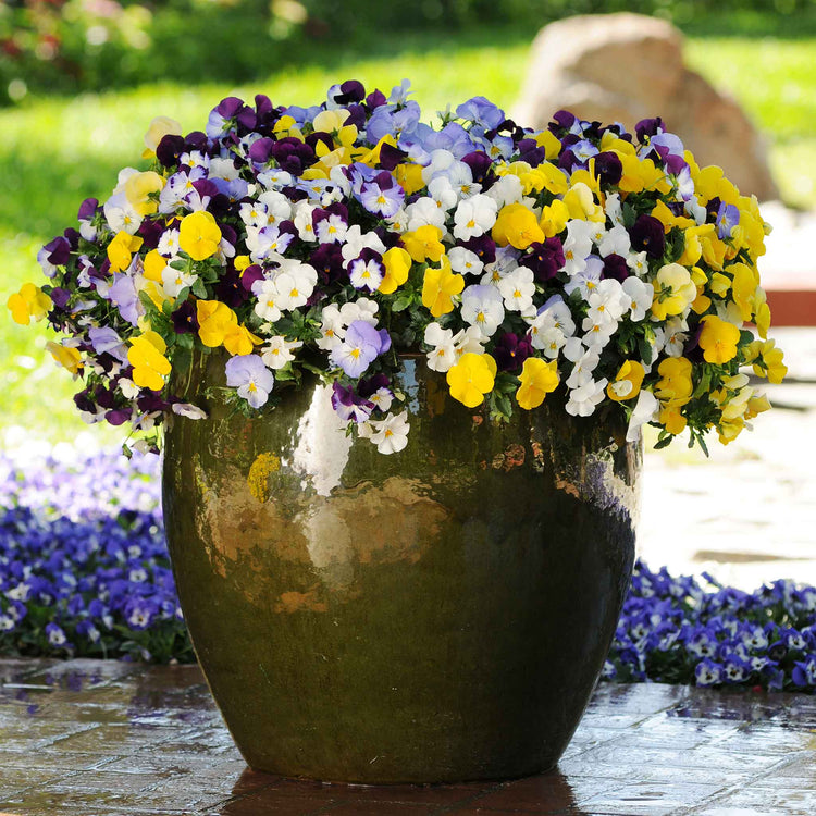 Pansy 'Cool Wave Mix'