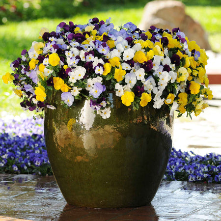 Pansy 'Cool Wave Mix'