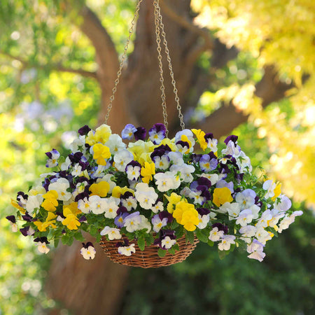 Pansy 'Cool Wave Mix'