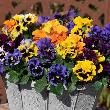 Pansy 'Frizzle Sizzle Mix'