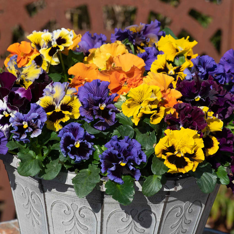 Pansy 'Frizzle Sizzle Mix'