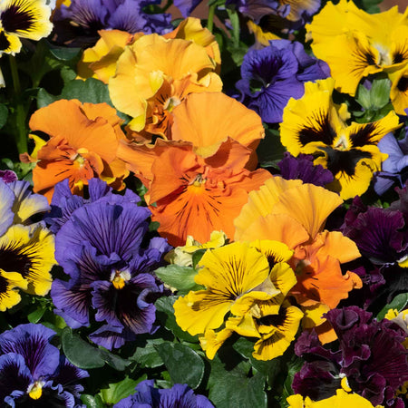 Pansy 'Frizzle Sizzle Mix'